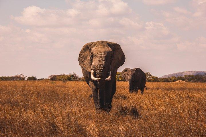 Full-Day Pilanesberg Nature Reserve and Sun City Tour from Johannesburg