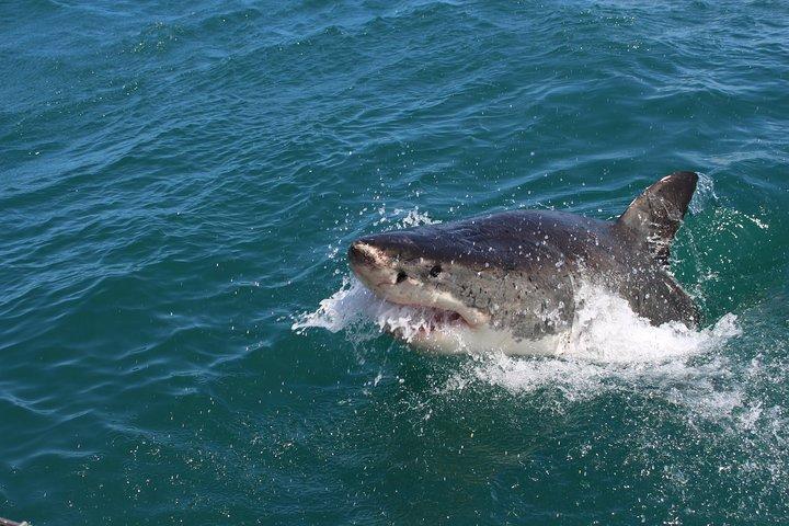 Shark Cage Diving Tour from Cape Town