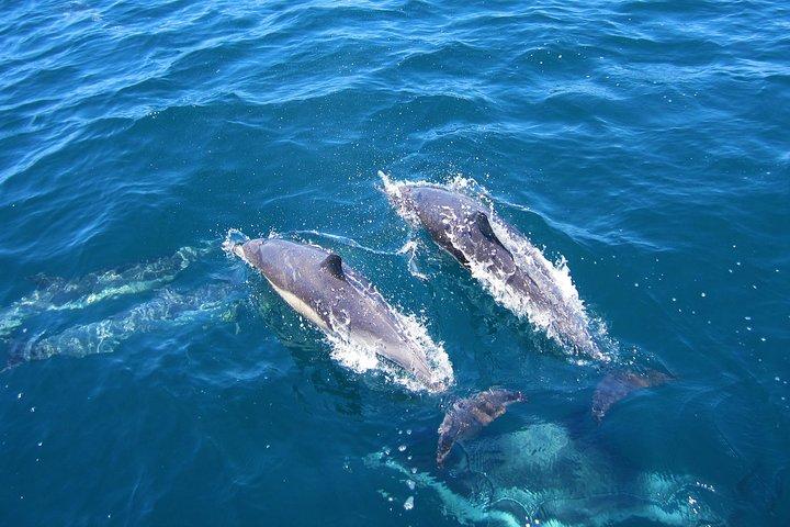 Shark Cage Diving Tour from Cape Town