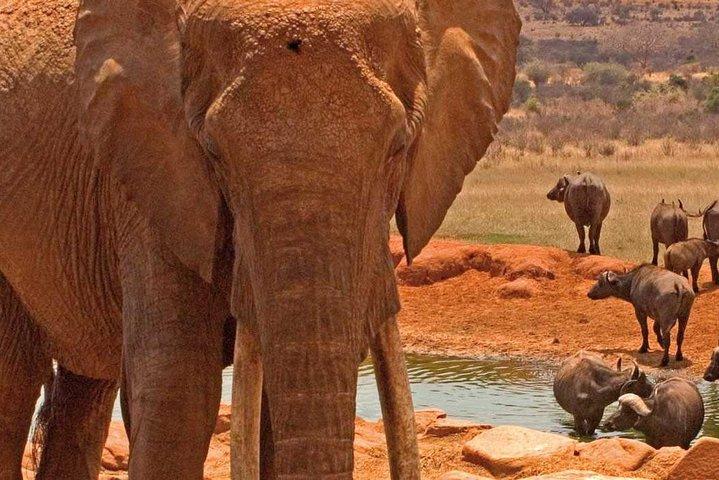 Amboseli National Park Guided Full Day Tour