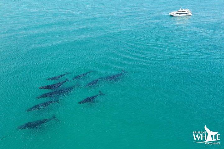 Brisbane Whale Watching Cruise from Redcliffe or Sunshine Coast