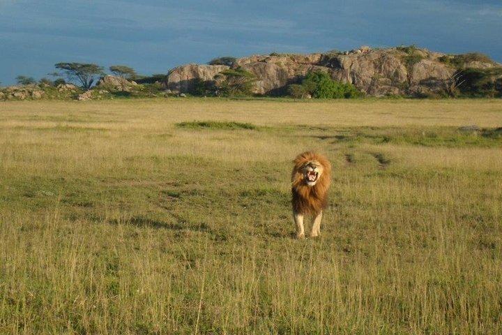 6 Day Mid-range Serengeti, Ngorongoro, Lake Manyara and Tarangire National Park