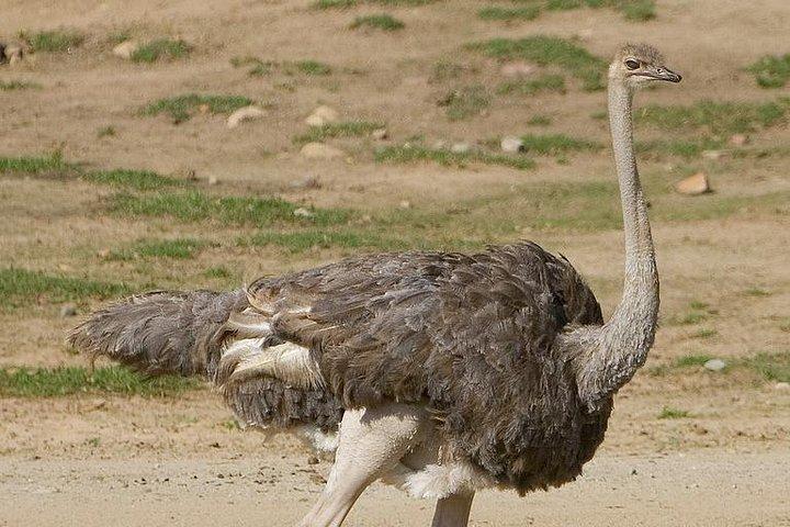 6 Day Mid-range Serengeti, Ngorongoro, Lake Manyara and Tarangire National Park