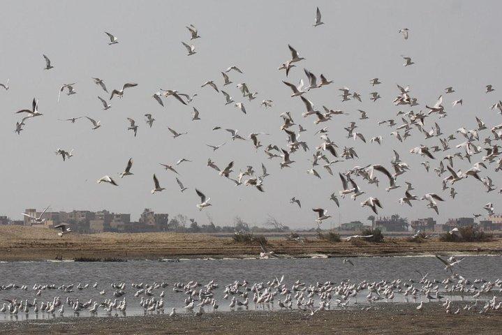 Day Tour to El Fayoum from Cairo