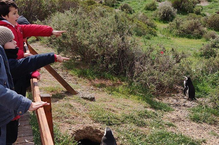 Cruise Shore Excursion Punta Tombo with Boxlunch from Pto Madryn