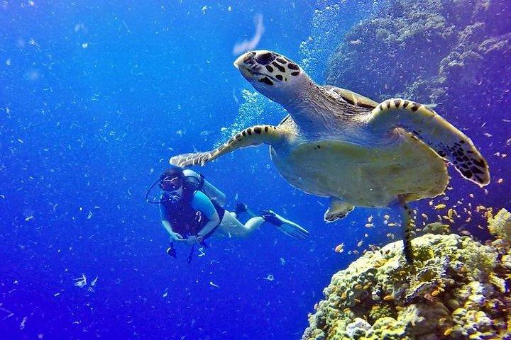 Hurghada: Full-Day Diving Tour with Lunch & Two Dive Sites