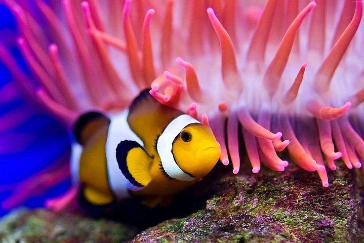 Hurghada: Full-Day Diving Tour with Lunch & Two Dive Sites