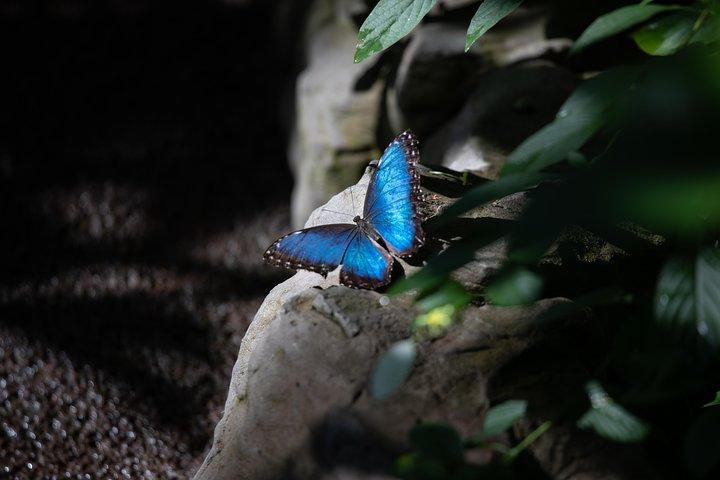 Houston Museum of Natural Science and Cockrell Butterfly Center