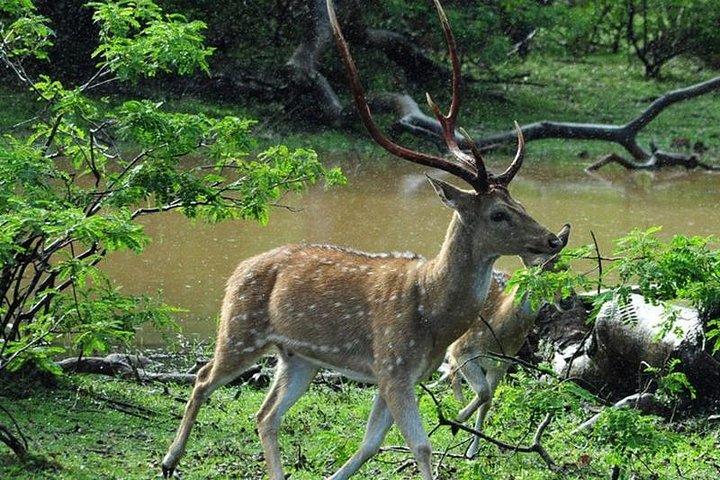 Private Day Trip To Sigiriya Dambulla and Safari From Colombo