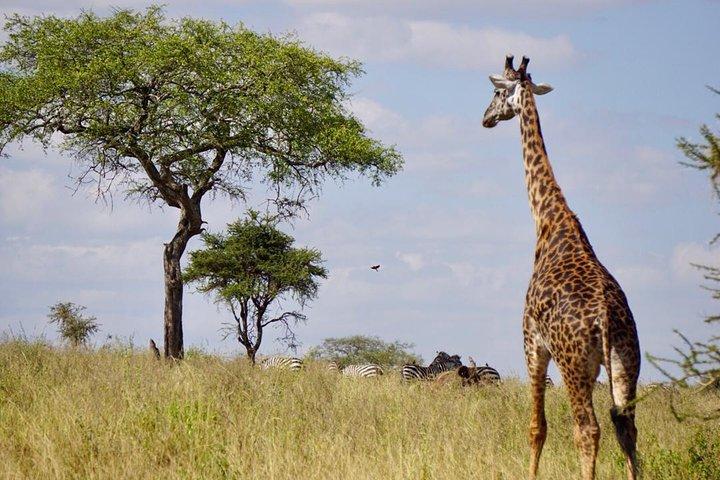 1 Day Tanzania Wildlife Safaris in Tarangire National Park