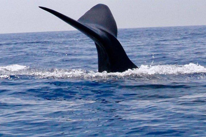 Immersive dolphin and whale watching mission on a secret boat – Trincomalee