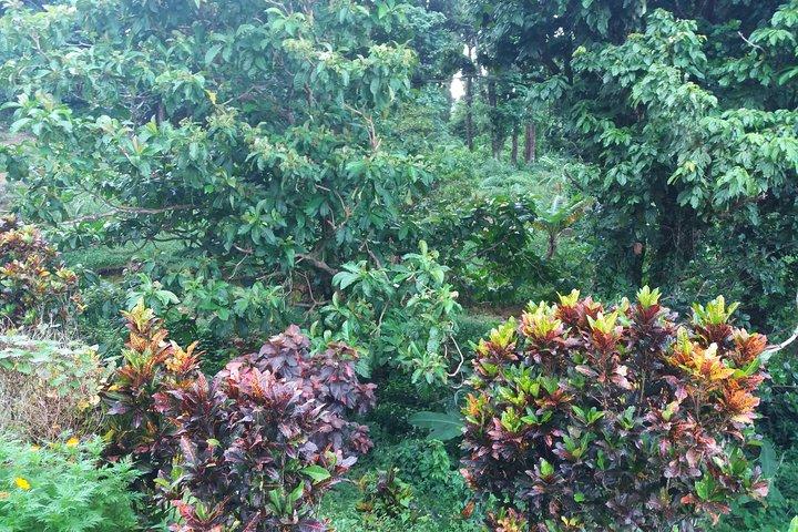 Pepper's Choice : Waterfalls, Sulphur Spa & Black Sand Beach