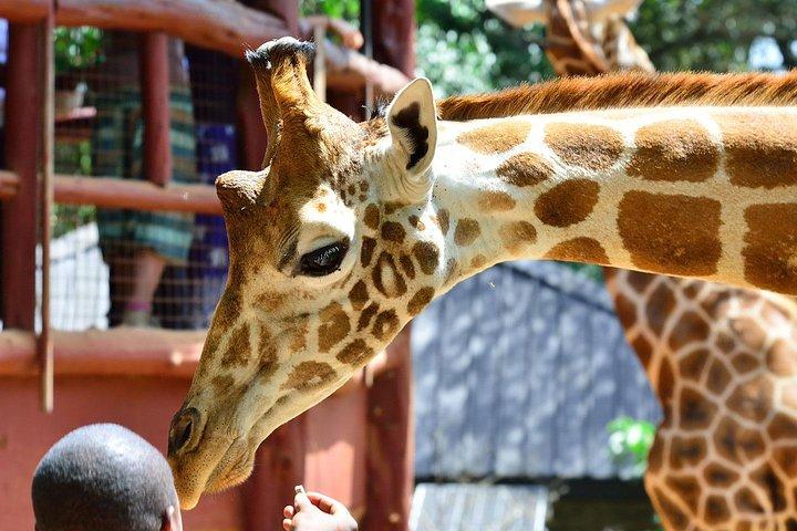 Nairobi Highlights: Karen Blixen, Beads Factory & Giraffe Center Day Tour