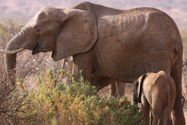 5 day safari Tarangire Serengeti and Ngorongoro crater