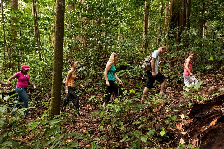 St Lucia Rainforest Walk