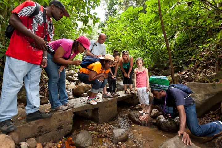 St Lucia Rainforest Walk