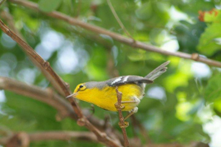 St Lucia Rainforest Walk