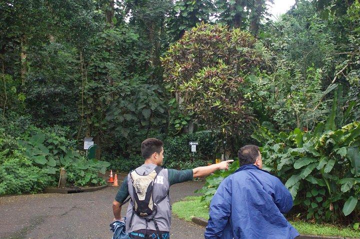 Oahu: Manoa Falls Rainforest Self-Guided Hike