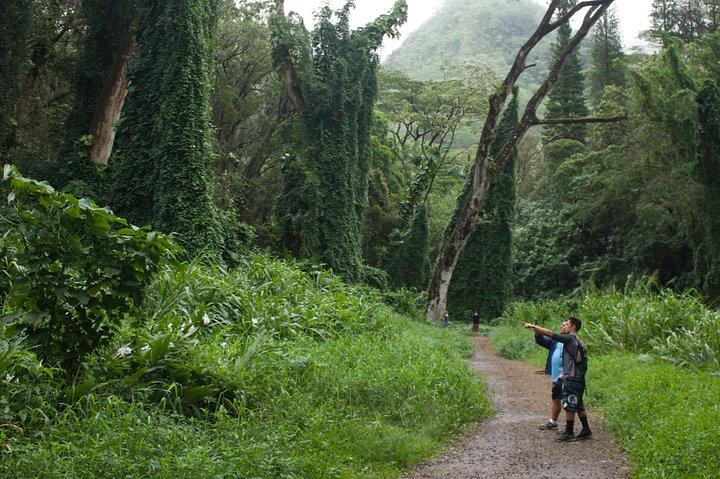 Oahu: Manoa Falls Rainforest Self-Guided Hike