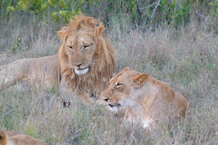 4 Days, 3 Nights Premium Luxury Tour to Masai Mara Game Reserve