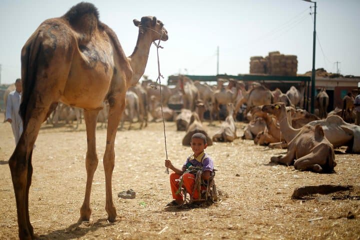 Unusual Tour To The Camel Market Of Birqash