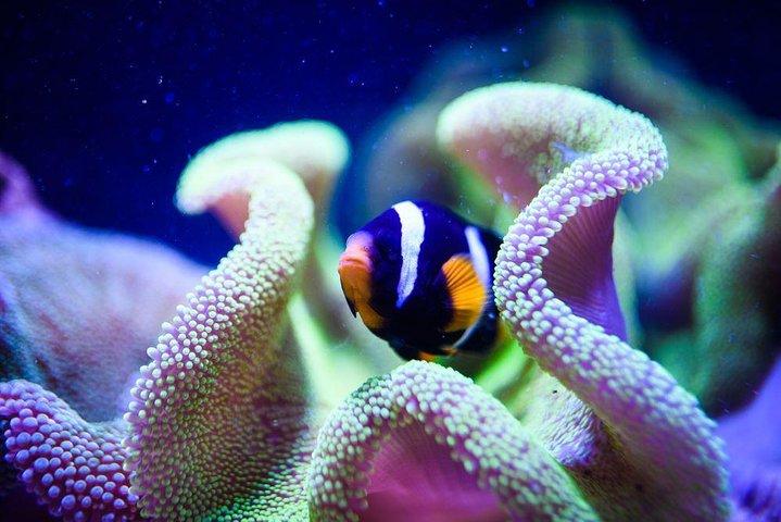 Grand Aquarium from Hurghada