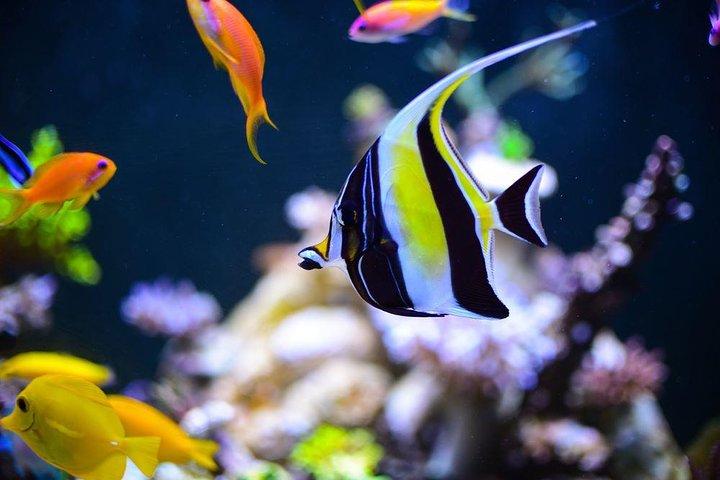 Grand Aquarium from Hurghada