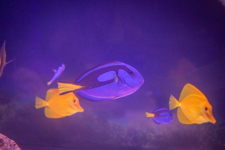 Grand Aquarium from Hurghada