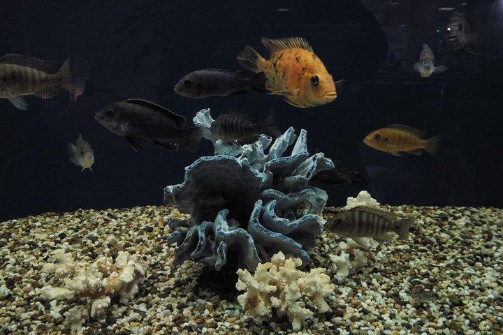 Grand Aquarium from Hurghada