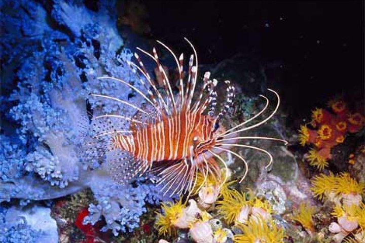 Orange Bay Giftun Island Hurghada Snorkeling Trip