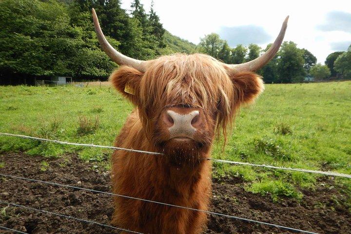 Loch Lomond, Stirling Castle and The Kelpies Tour from Edinburgh