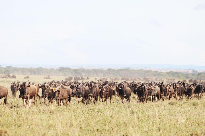 9-Day Serengeti Migration Footsteps Tanzania Safari