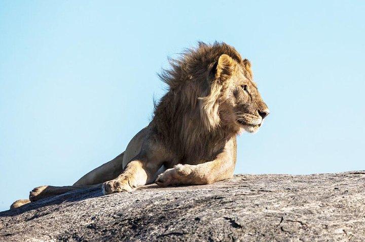 9-Day Serengeti Migration Footsteps Tanzania Safari