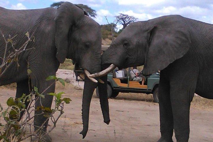 Safari "Serengeti" - 5 days in the most famous Parks in the world