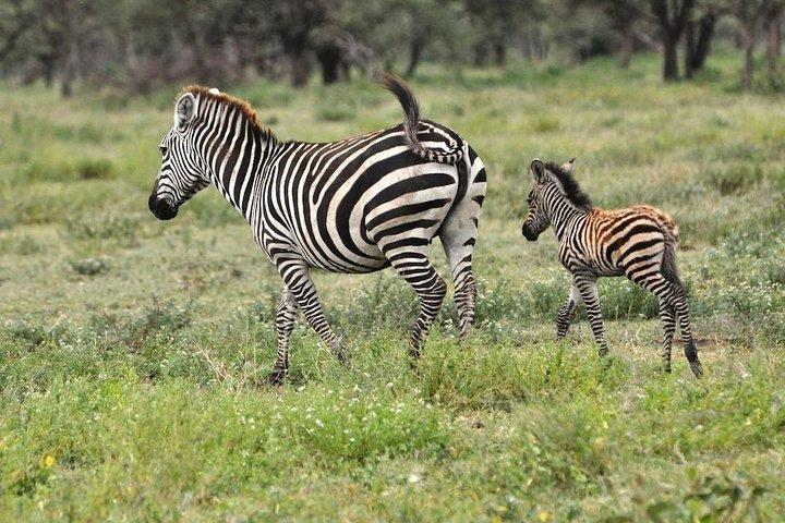 Safari "Serengeti" - 5 days in the most famous Parks in the world