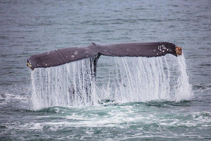 Mendenhall Glacier Park and Ultimate Whale Watch Combo