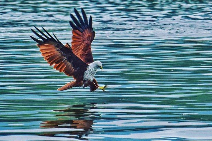 Discover Langkawi Like a local Include Mangrove Tours
