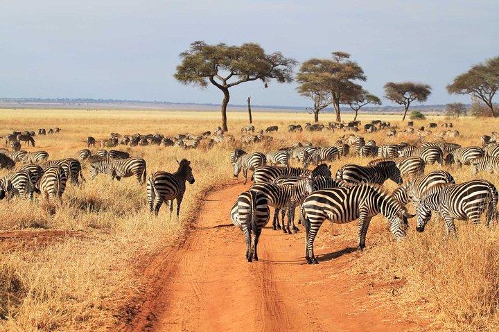 3 Days Tanzania Budget Safari