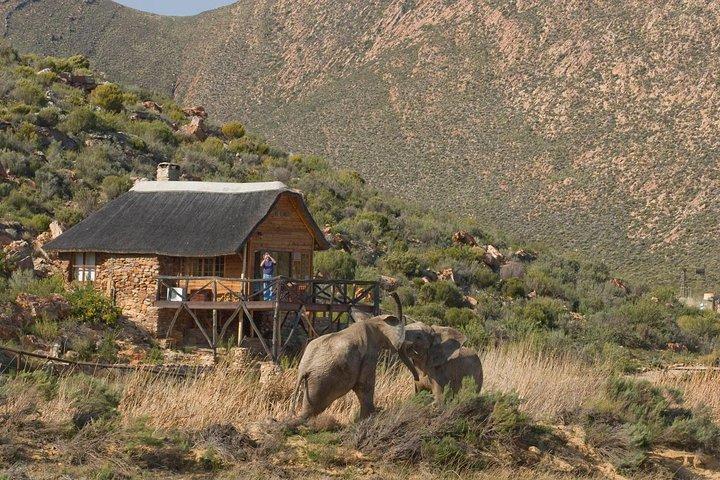 Aquila Safari Private Game Reserve Early Morning Game Drive