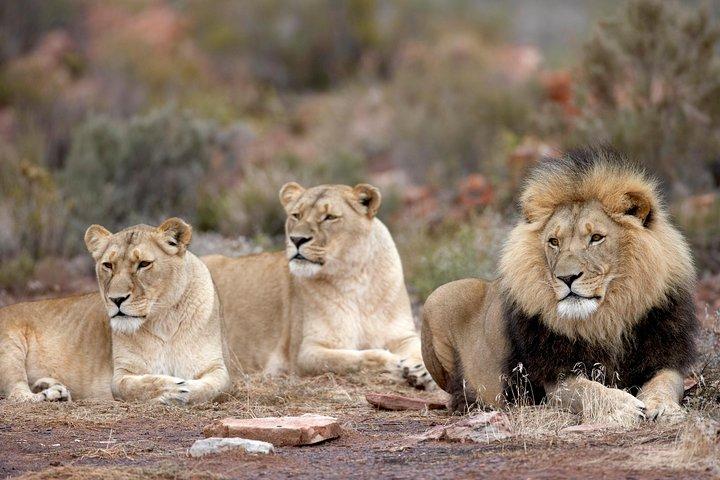 Aquila Safari Game Drive, Lunch & Shared Transfers from Cape Town