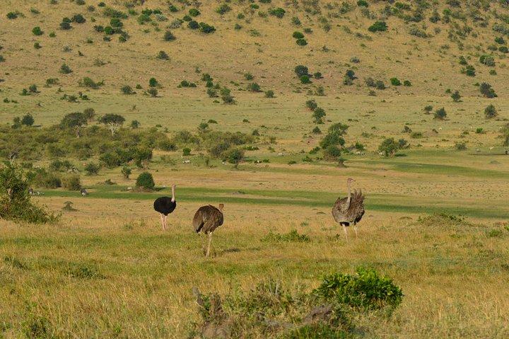 3 Days Masai Mara Safari