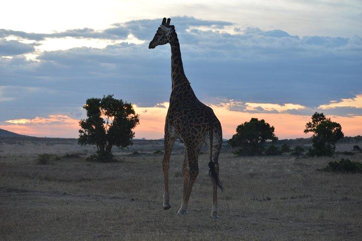 3 Days Masai Mara Safari