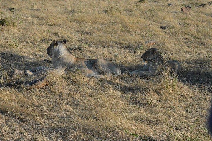 3 Days Masai Mara Safari
