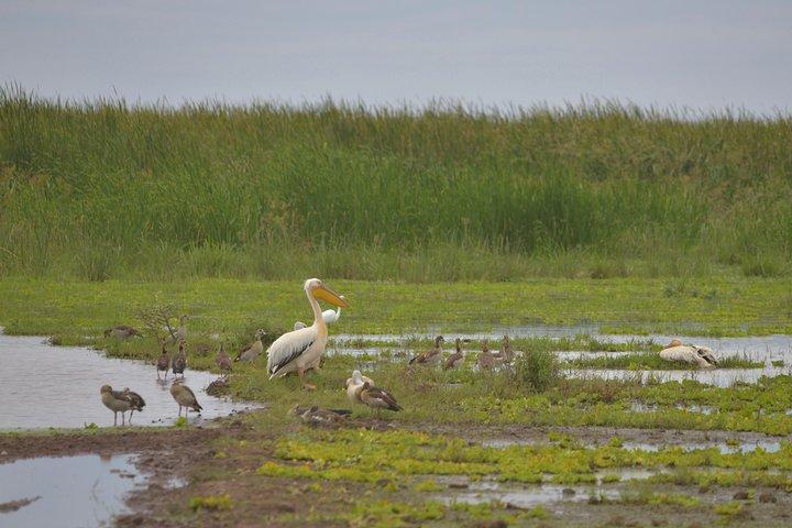 1 Day Lake Manyara Day Trip