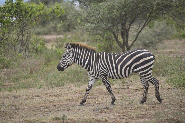 1 Day Lake Manyara Day Trip