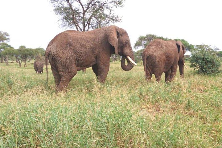 1 Day Lake Manyara Day Trip