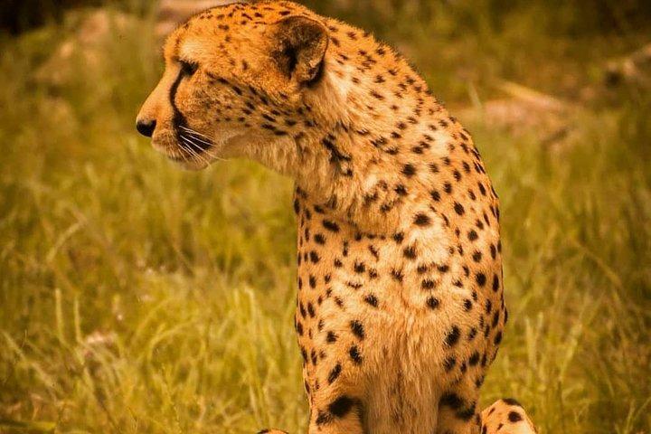 Aberdares/ Lake Nakuru/ Masai Mara 5 Days Lodge Safari