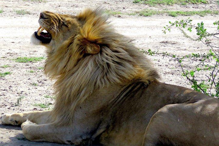 Safari in Tanzania 5 days: Manyara, Ngorongoro, Serengeti
