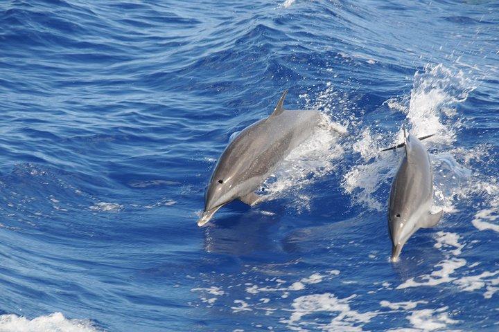 Whale Watching and Dolphin Spotting Cruise