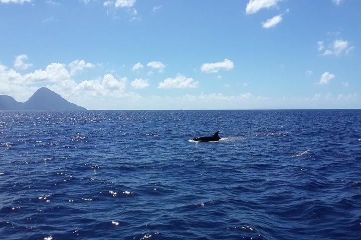 Whale Watching and Dolphin Spotting Cruise